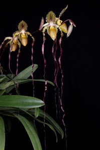 Paphiopedilum Michael Koopowitz Gayle's Favorite AM/AOS 80 pts.